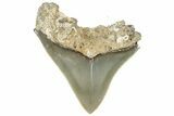 Serrated, Juvenile Megalodon Tooth - North Carolina #309528-1